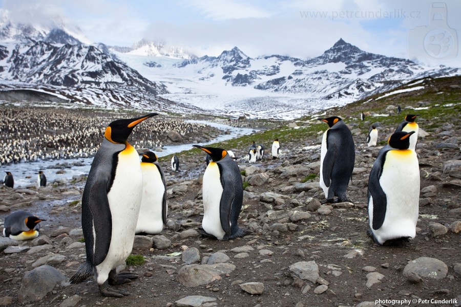 St. Andrews bay - největší kolonie tučňáků patagonských na Jižní Georgii