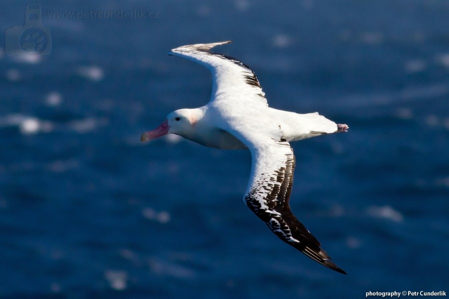 V pozdním 19. a na počátku 20. století dohnali lovci ve službách obchodu s peřím mnohé druhy albatrosů až na pokraj vyhynutí. Dnes zase umírají tisíce těchto ptáků zachycených na háčcích dlouhých rybářských vlasců. Vláda Jižní Georgie proto stanovila přísná pravidla, které musí dodržovat každá licencovaná rybářská loď, která chce lovit v místních vodách. Výsledkem těchto opatření je fakt, že mezi lety 2005 - 2008 nebyl usmrcen ani jeden albatros na dlouhém vlasci. Problém však je, že tato pravidla platí pouze v oblastech, kam sahá právo vlády Jižní Georgie. Množství mořských ptáků, kteří utonou v důsledku intenzivního rybolovu za pomoci rybářských sítí a dlouhých vlasců činí celosvětově cca 300 tisíc kusů ročně. Jelikož se albatrosi rozmnožují velice pomalu, dlouho jim trvá než jsou připraveni k páření a poté mohou mít cca 1 mládě za dva roky, tak tyto ztráty nejsou adekvátně nahrazovány a populace albatrosů klesá. Od šedesátých let poklesl počet albatrosů na Bird island o jednu třetinu a roční úbytek nyní činí cca 4,5%. 
