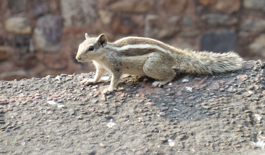 Kvzov otzka: Je v Indii vce veverek, nebo Ind?