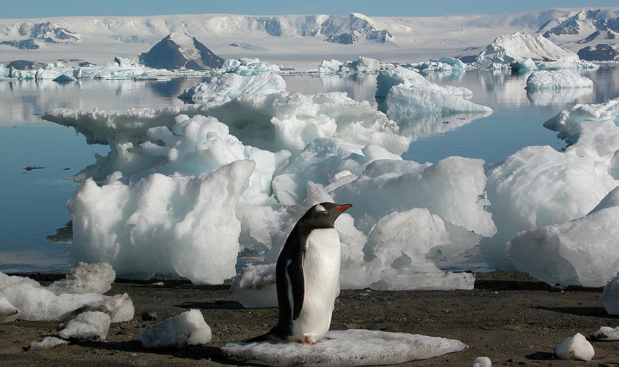 Vtina antarktickch ivoich vid lovka poprv, k Kamil Lska. Na fotografii je tuk osl.