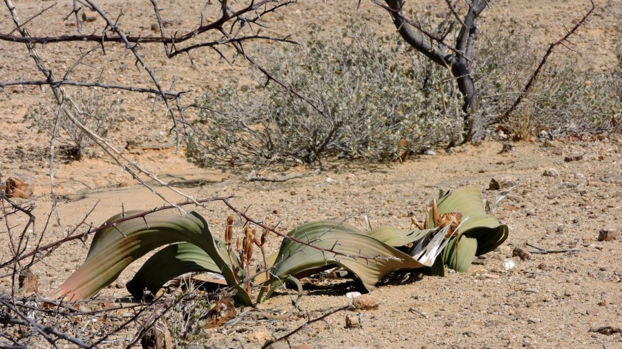 Typick welwitschie